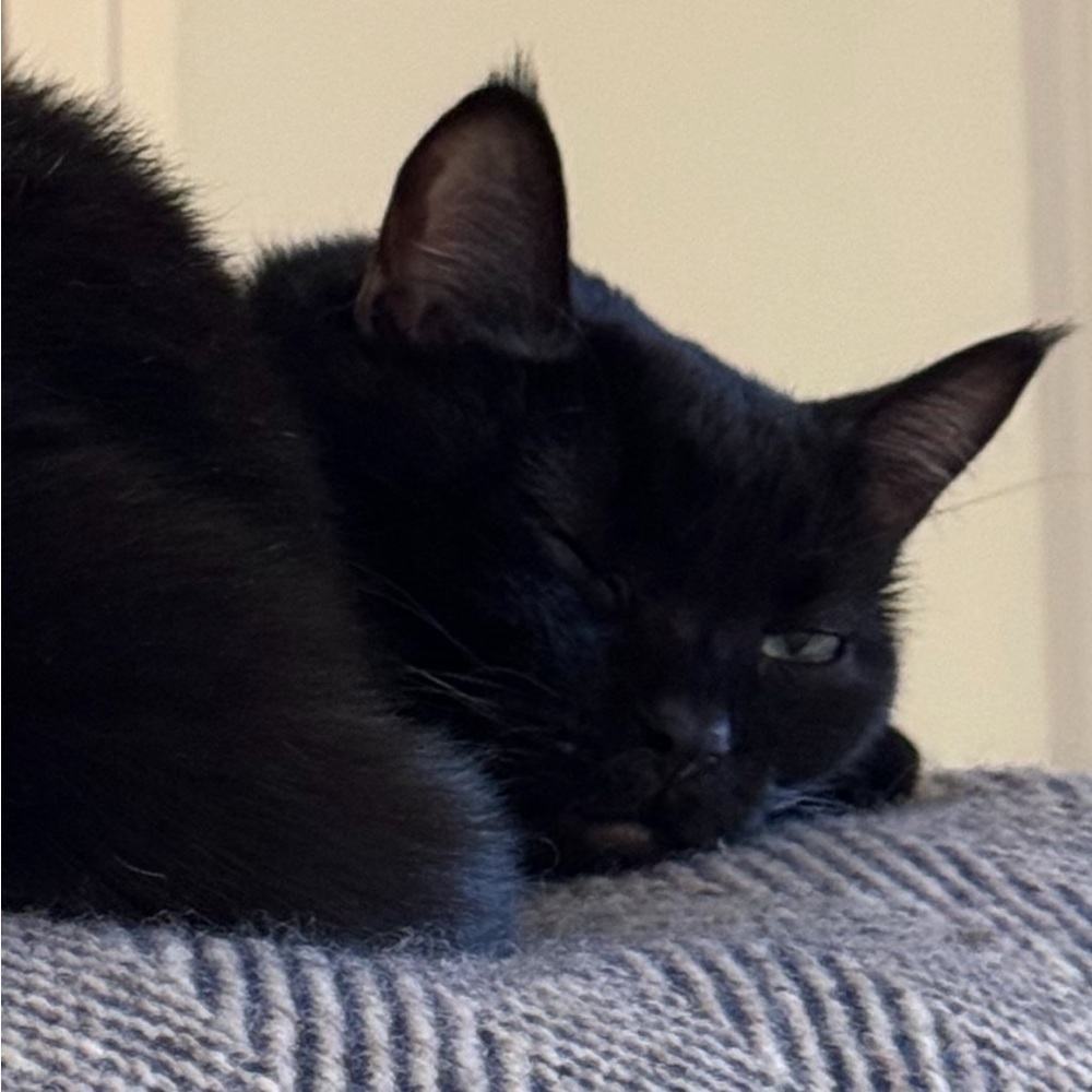 Meet your Posher, June